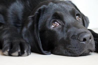 Black dog looking guilty