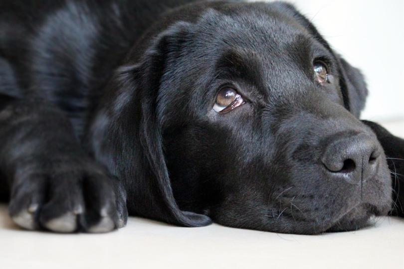 Black dog looking guilty